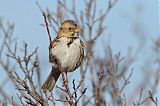 Harris's Sparrow